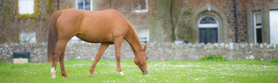 Kedlock House Equestrian